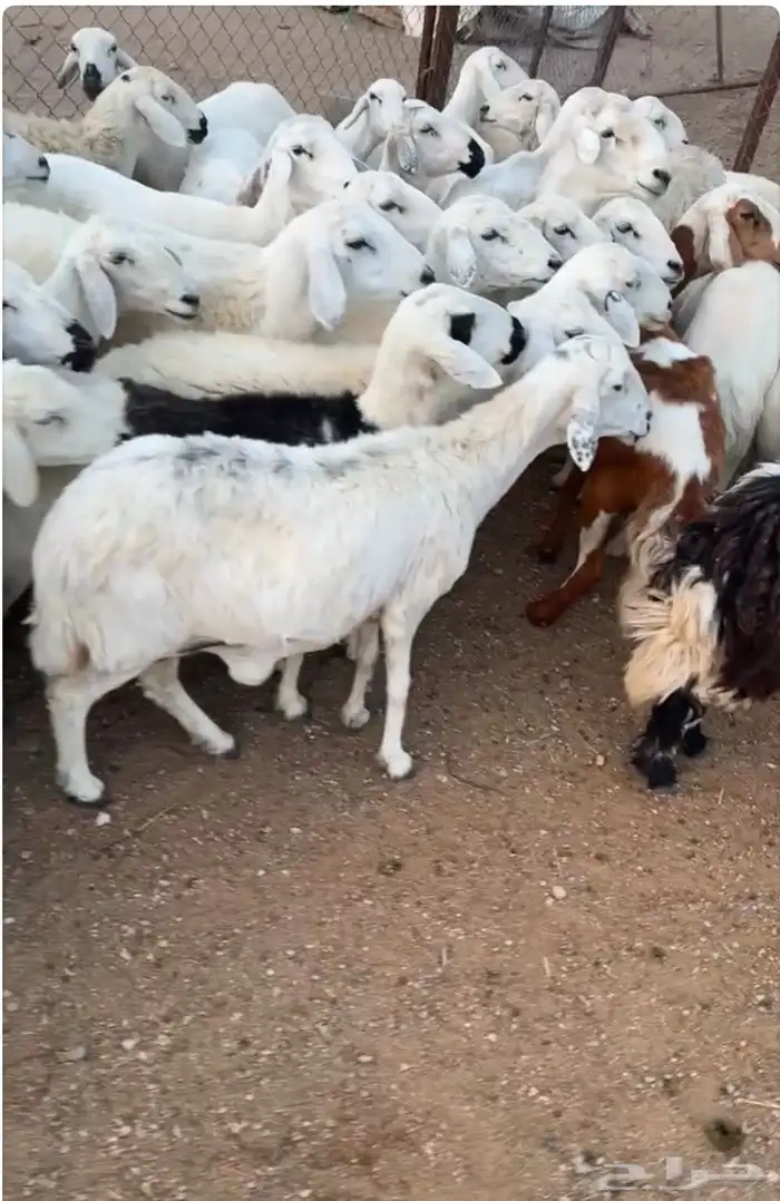غنم للبيع 4