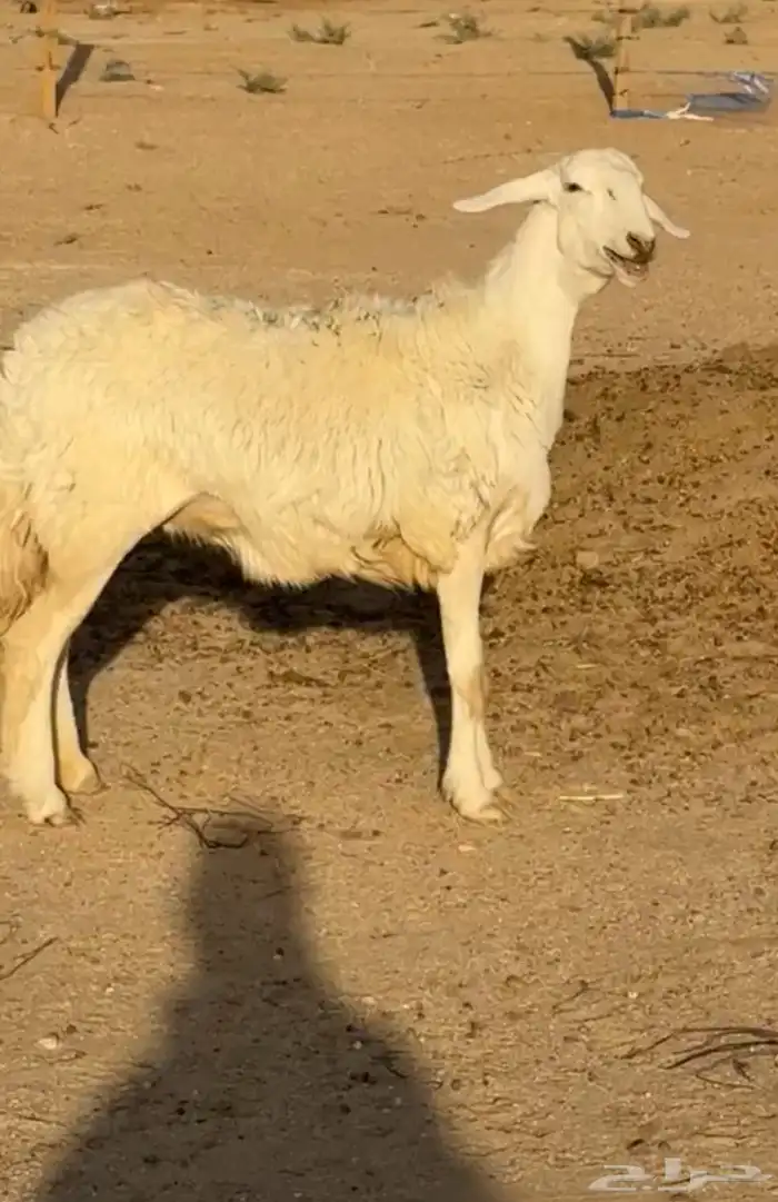 وخل 1