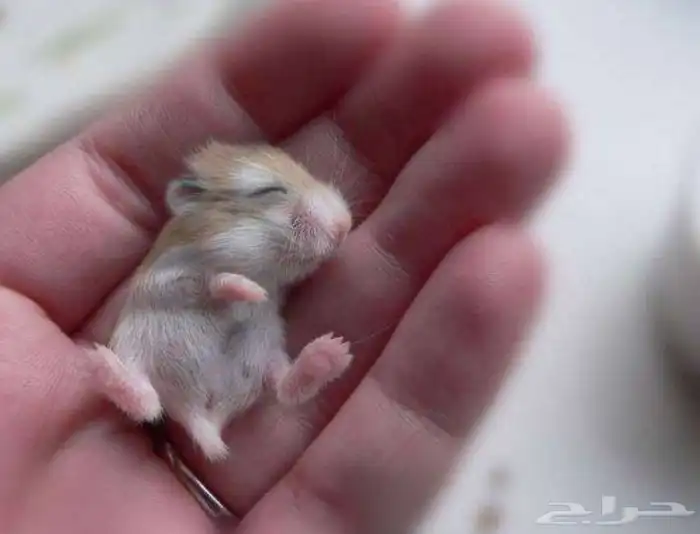 زوج مع صغارهم هامستر روسي الفرو كثيف وبيت3 دور 1