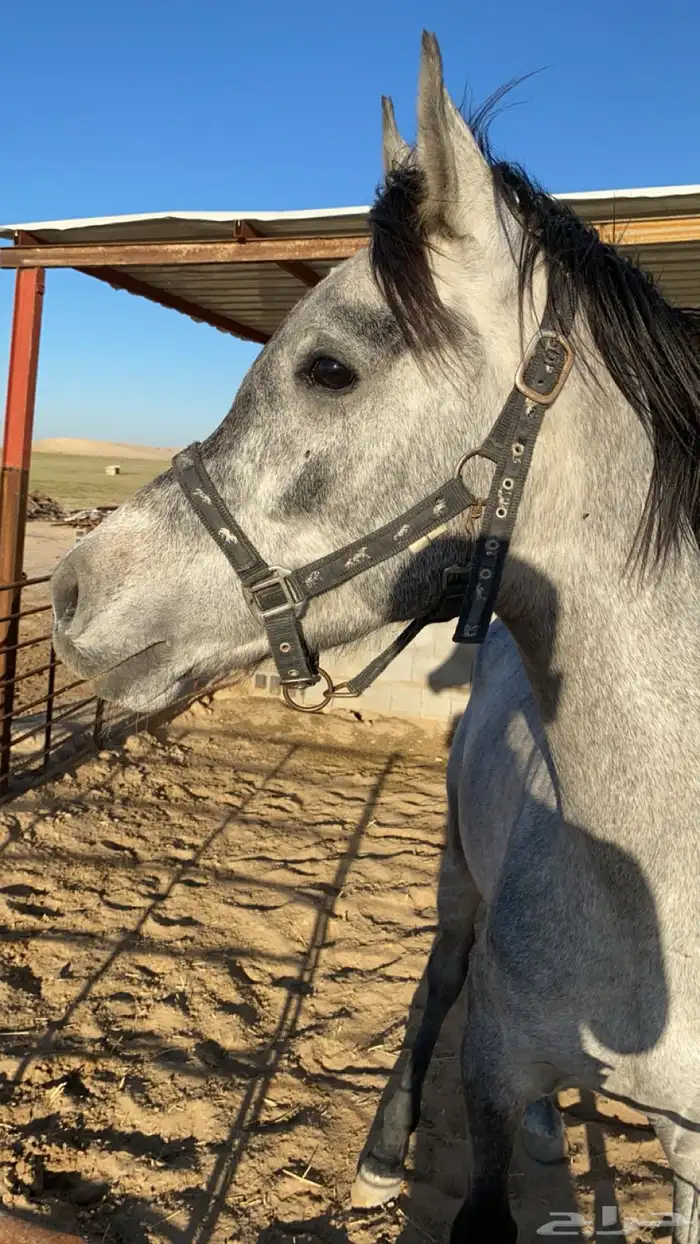 خيل واهو 2