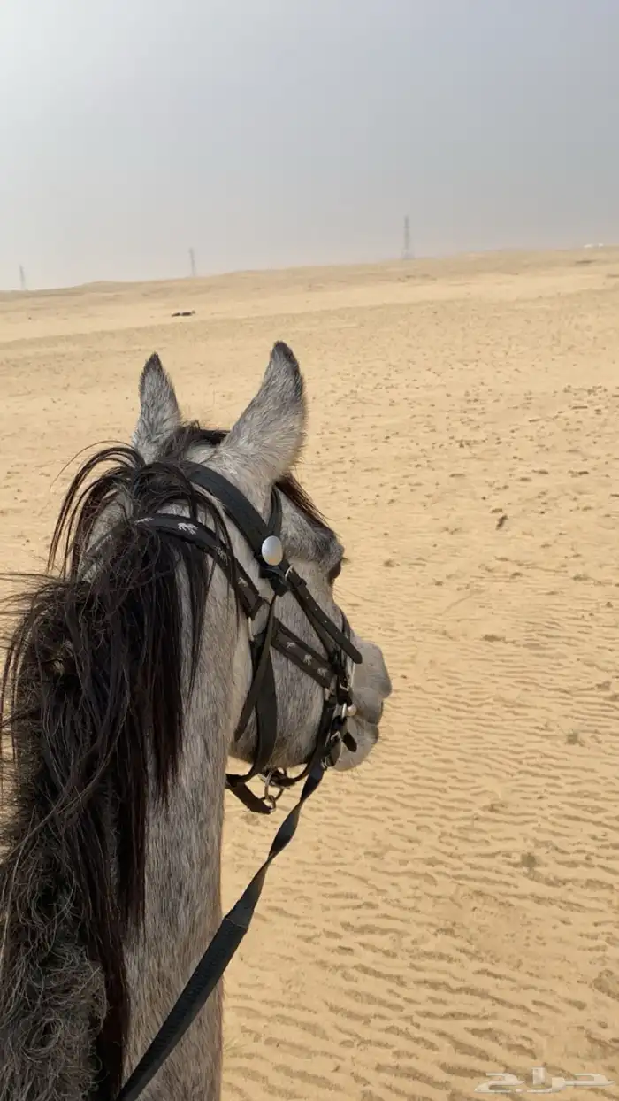 خيل واهو 3