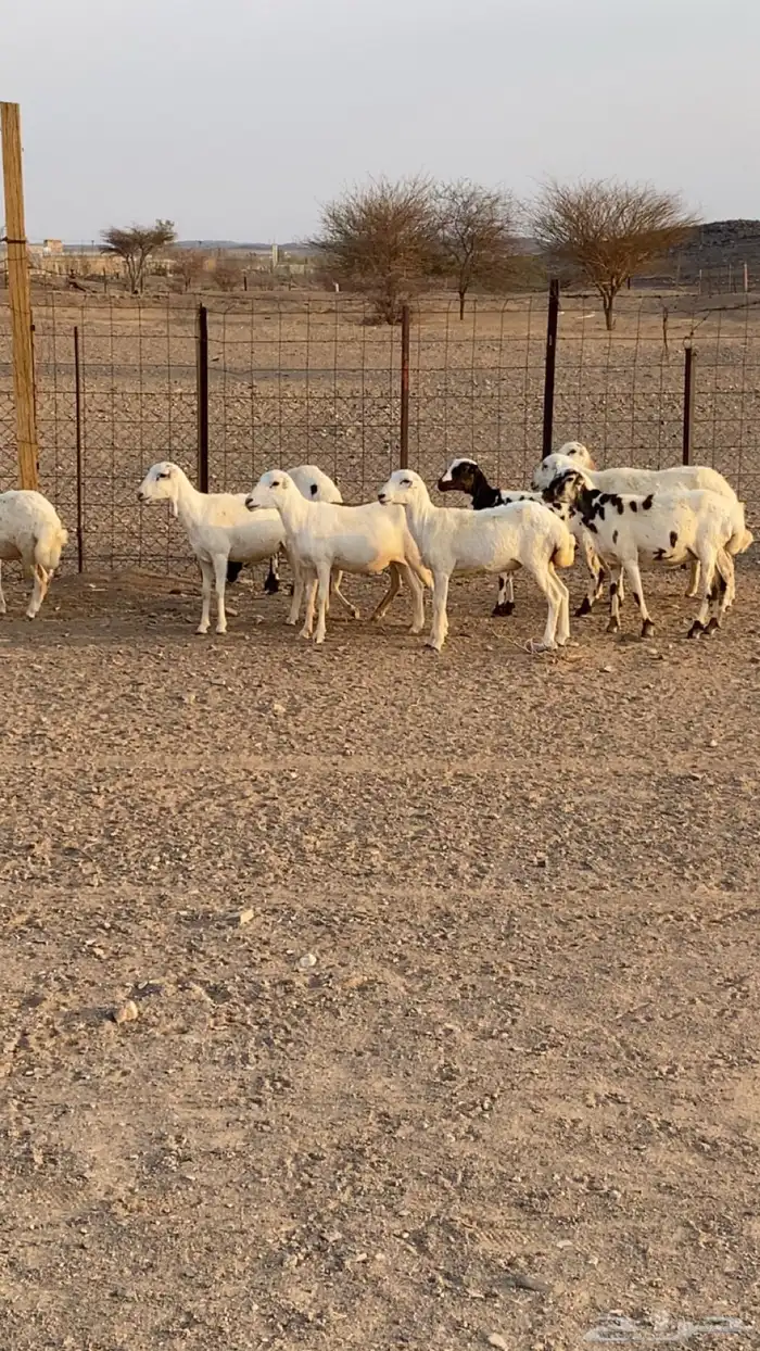 رخال رفيد 3
