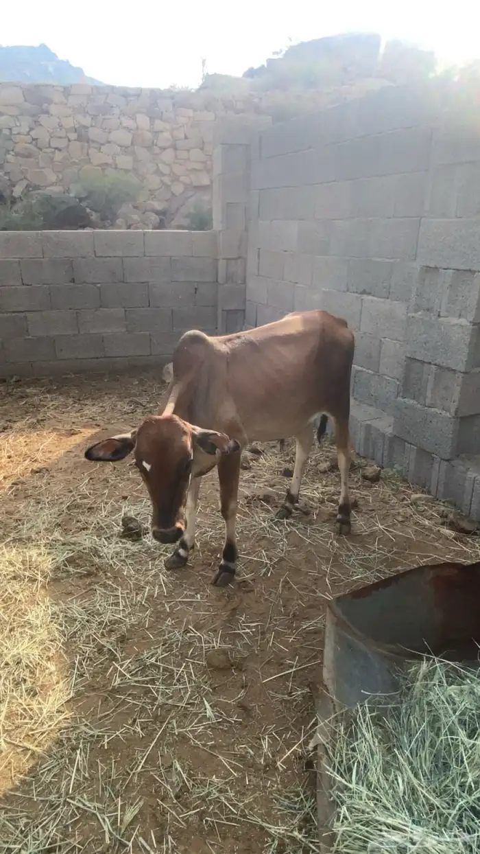 حسلان بلدي 1