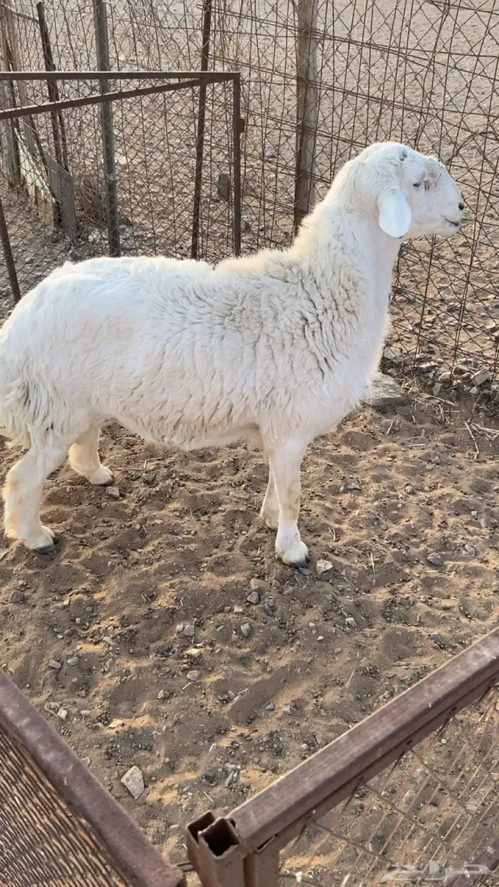 رخال رفيد 5