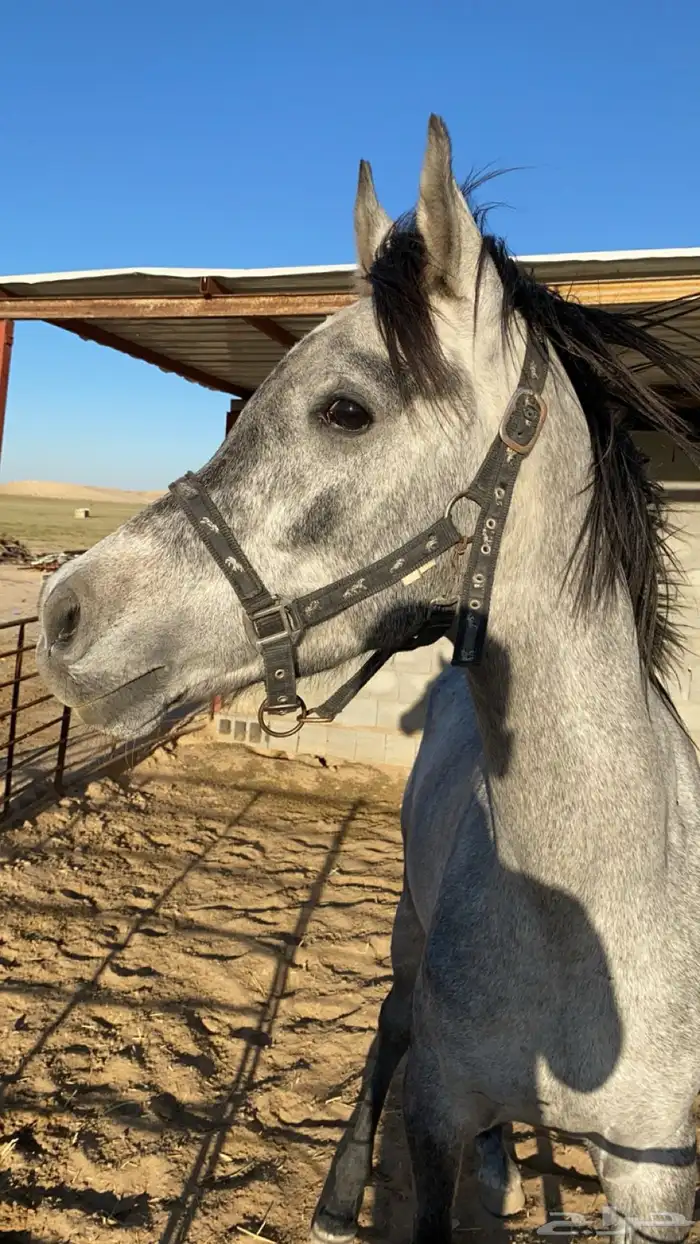 خيل واهو 5