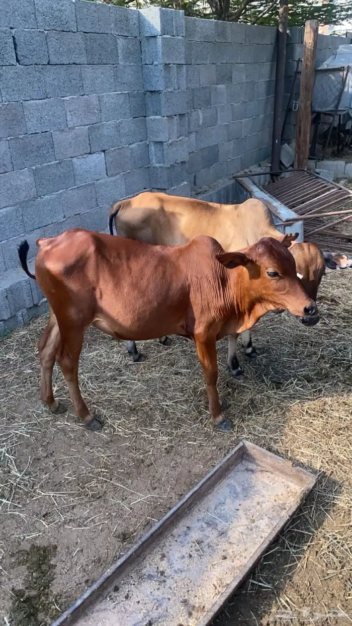 حسلان بلدي 3