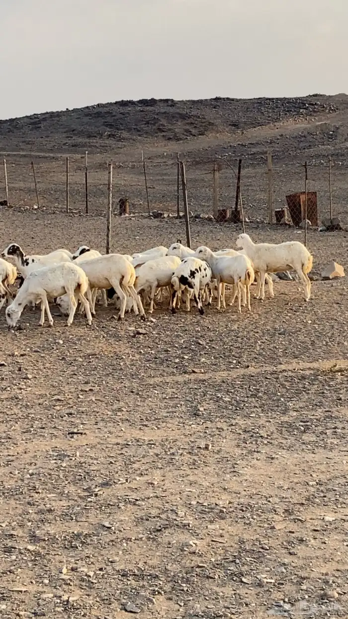 رخال رفيد 2