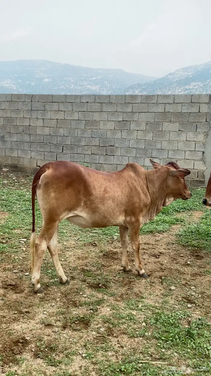 خبشه للبيع 1