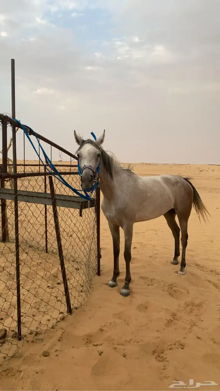 فرس شعبيه كفوو 4