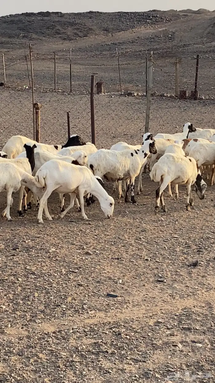 رخال رفيد 1
