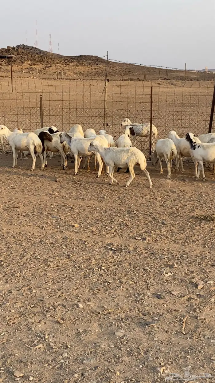 رخال رفيد 4