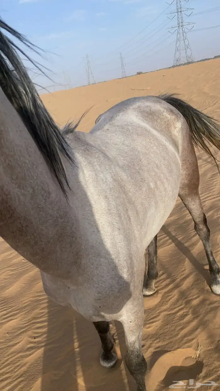 فرس شعبيه كفوو 2