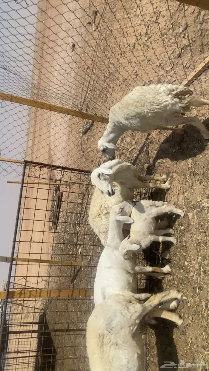 تم البيع غنم حريه مراح واحد 0