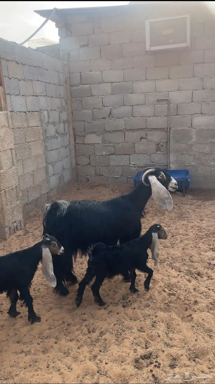 عنز عارضية متبع ( تم البيع ) 0