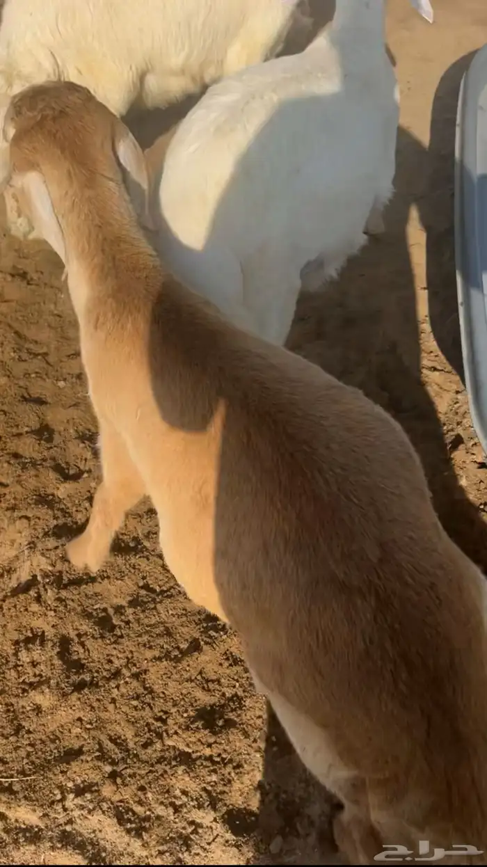 ذبايح حري و سواكني فاخرة 3