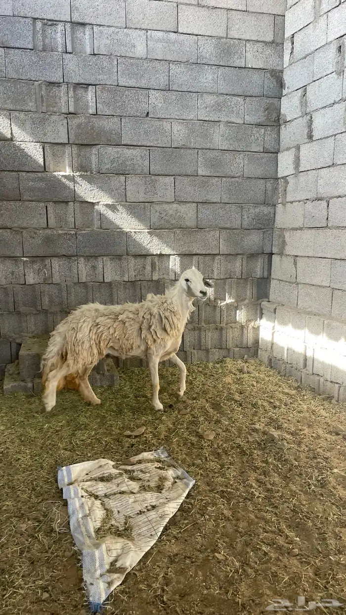 نعجه 0