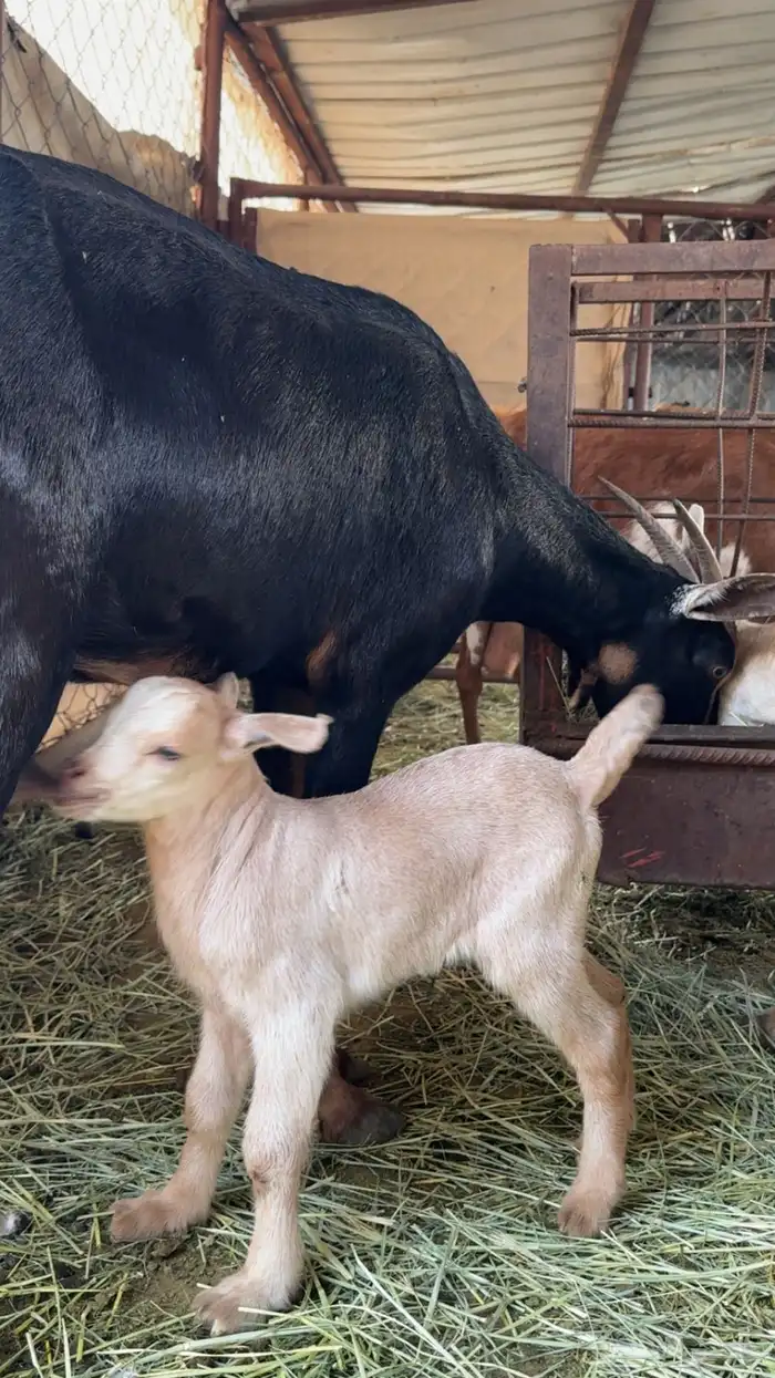 معزا حوو متابيع ( تم البيع ) 4