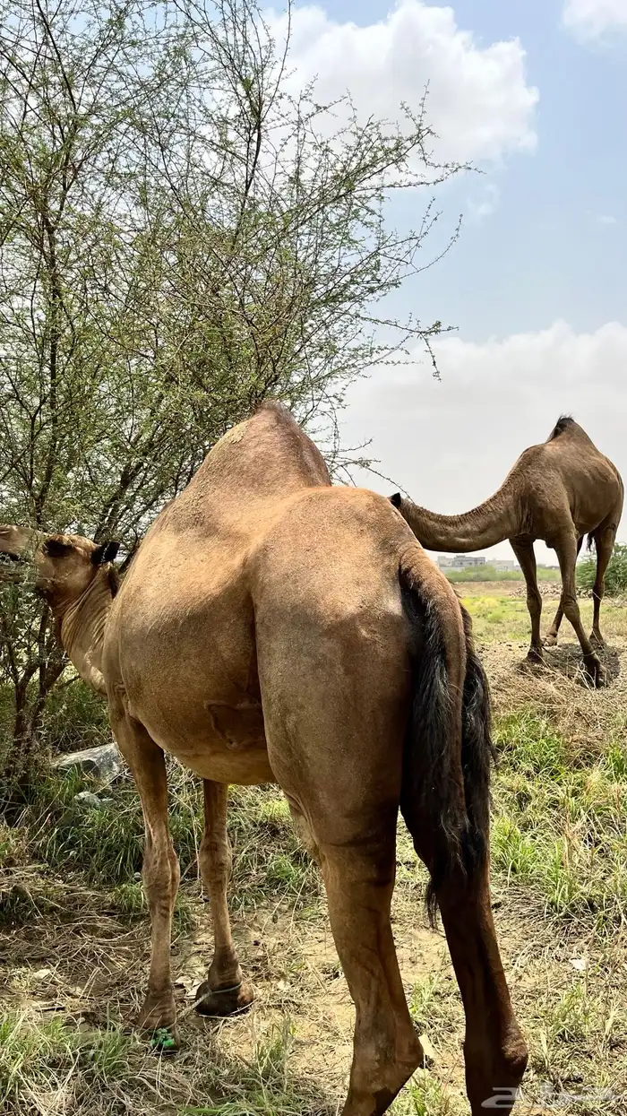 للبيعع 8