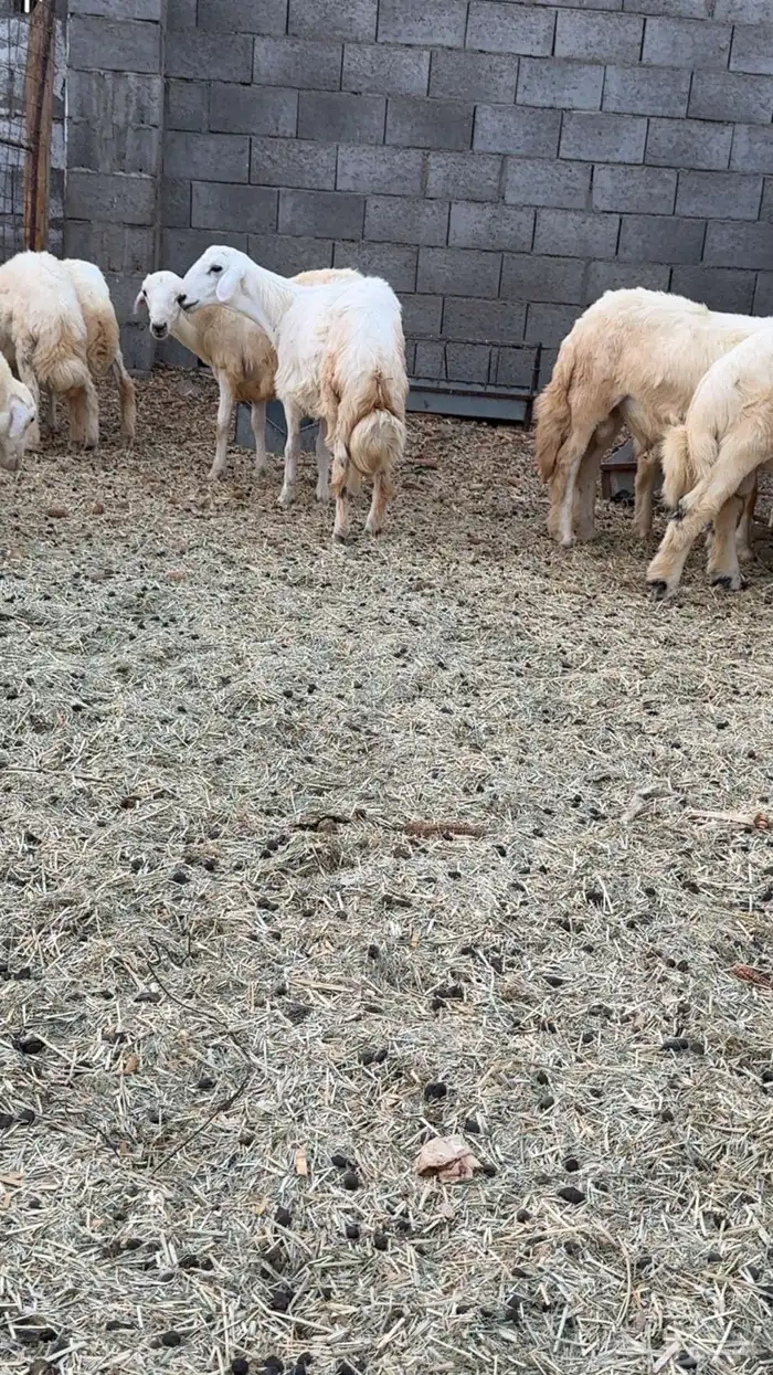 خرفان شحم برية 0