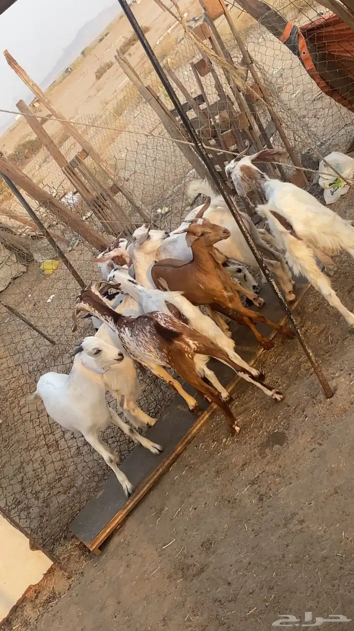 تيوس وجفرات ششرط بيشيه ومميزه 4