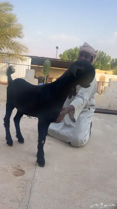 جفار شاميات index