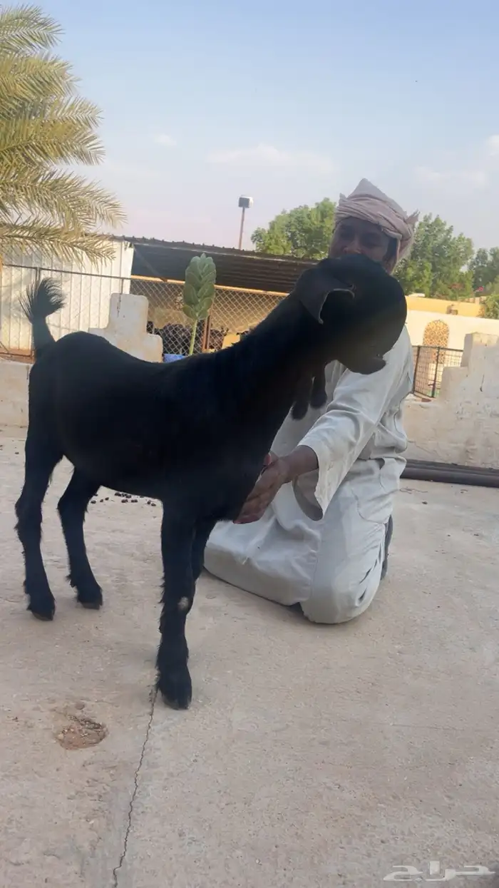 جفار شاميات 0