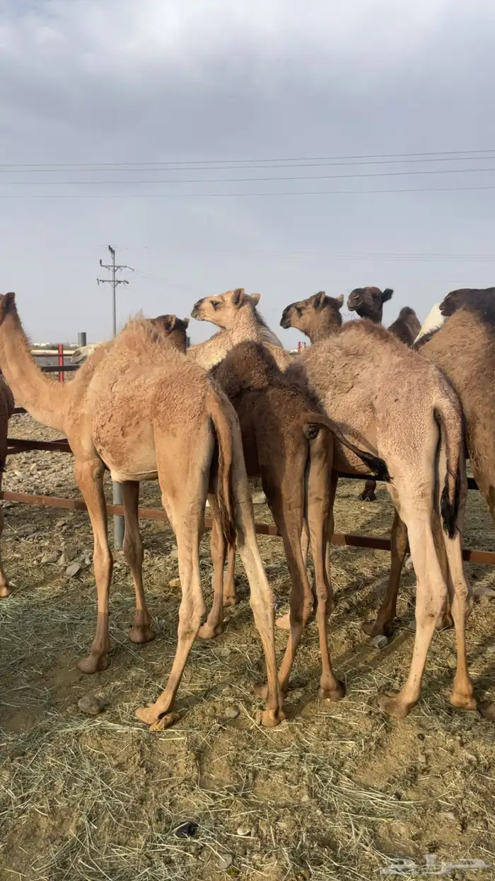 حشو مفاريد بريه( تم البيع ) 8