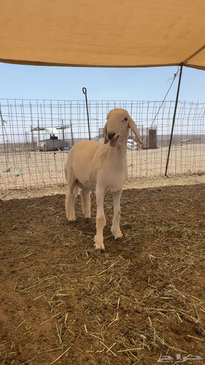 مشروع فحل صنف الصنف من أندر المشاريع فالمراح 1