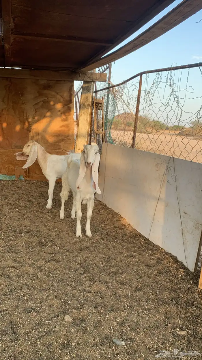 جمدتين للبيع كفو سعاره مناسب 0