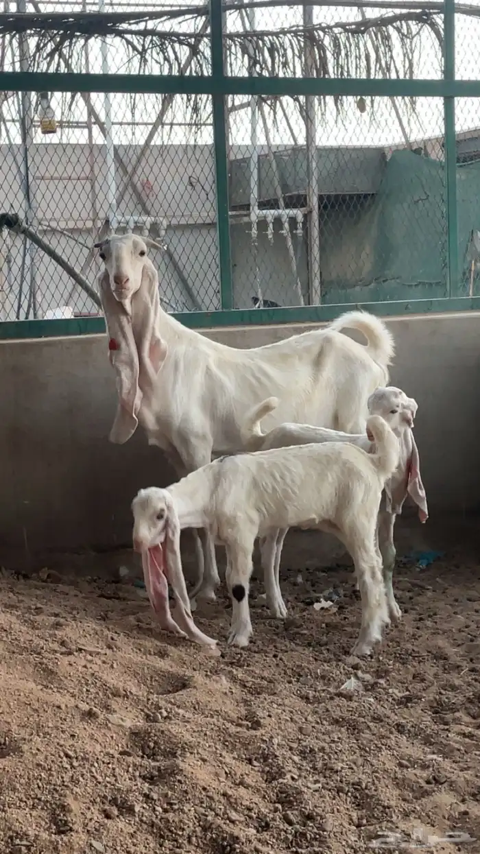 عنز هولنديه رباع 1