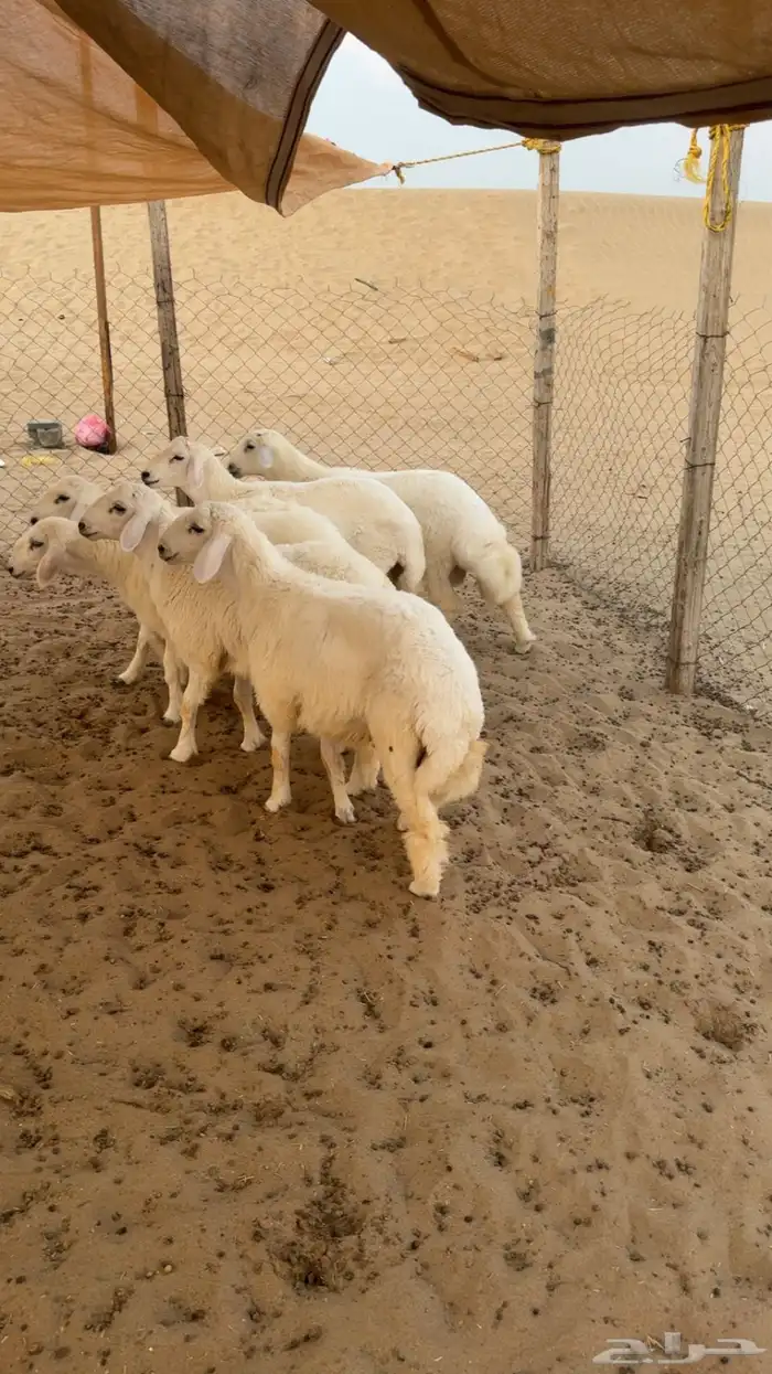 طليان للبيع 1