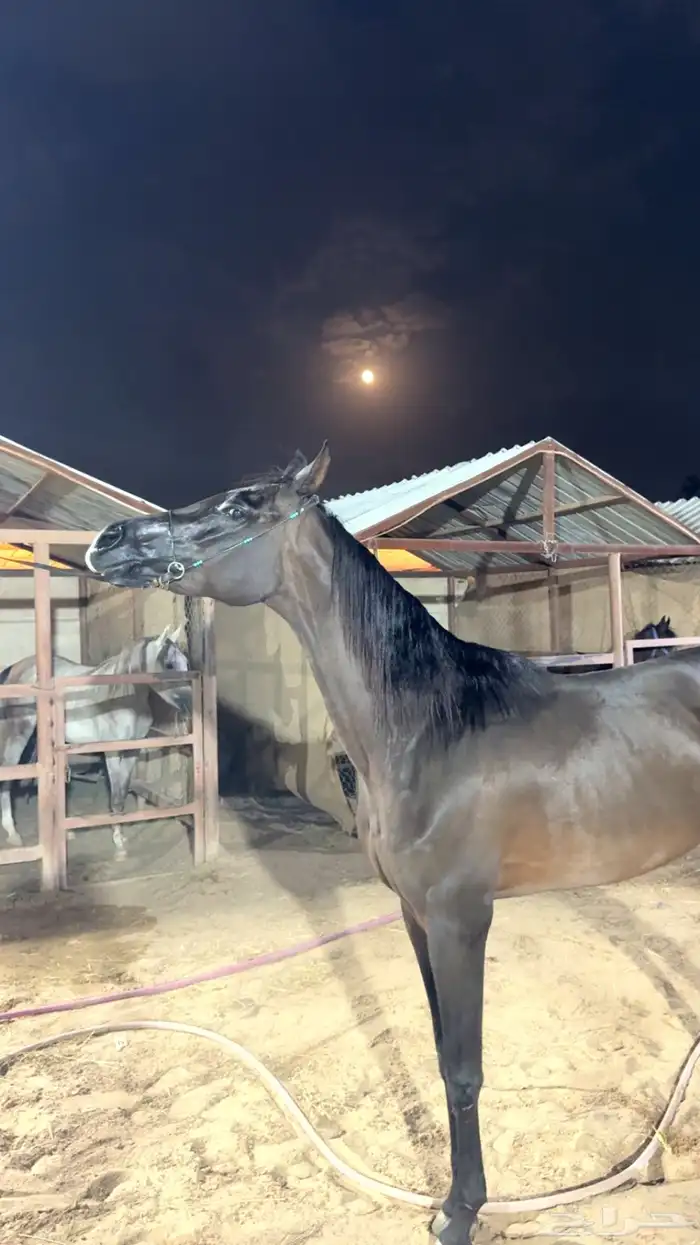 فرس كفو حاره جدا ولا انسى به الصغار الجديدين على الخيل 2