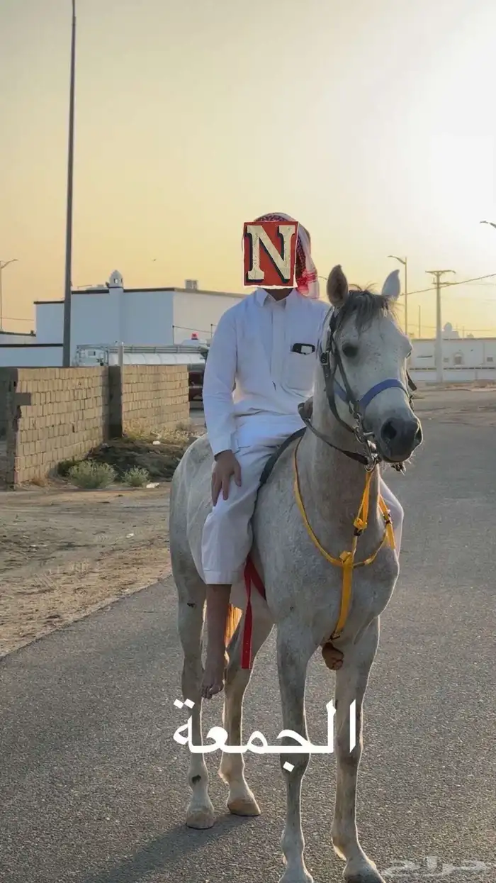 خيل واهو 0
