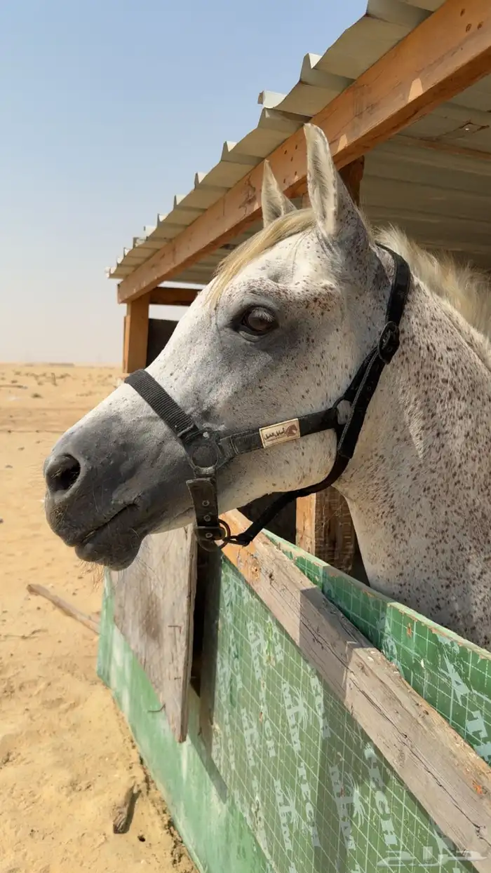 حصان شعبي فاخر 1