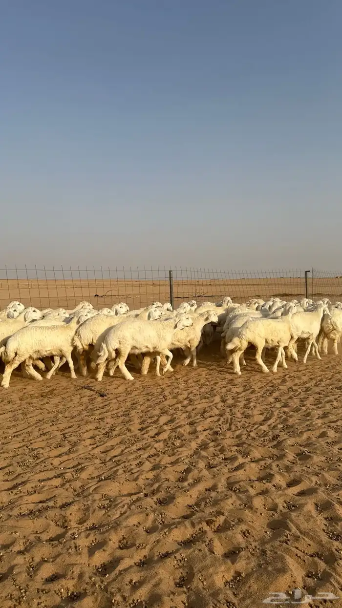 رخال حريات جذعات صنف 18