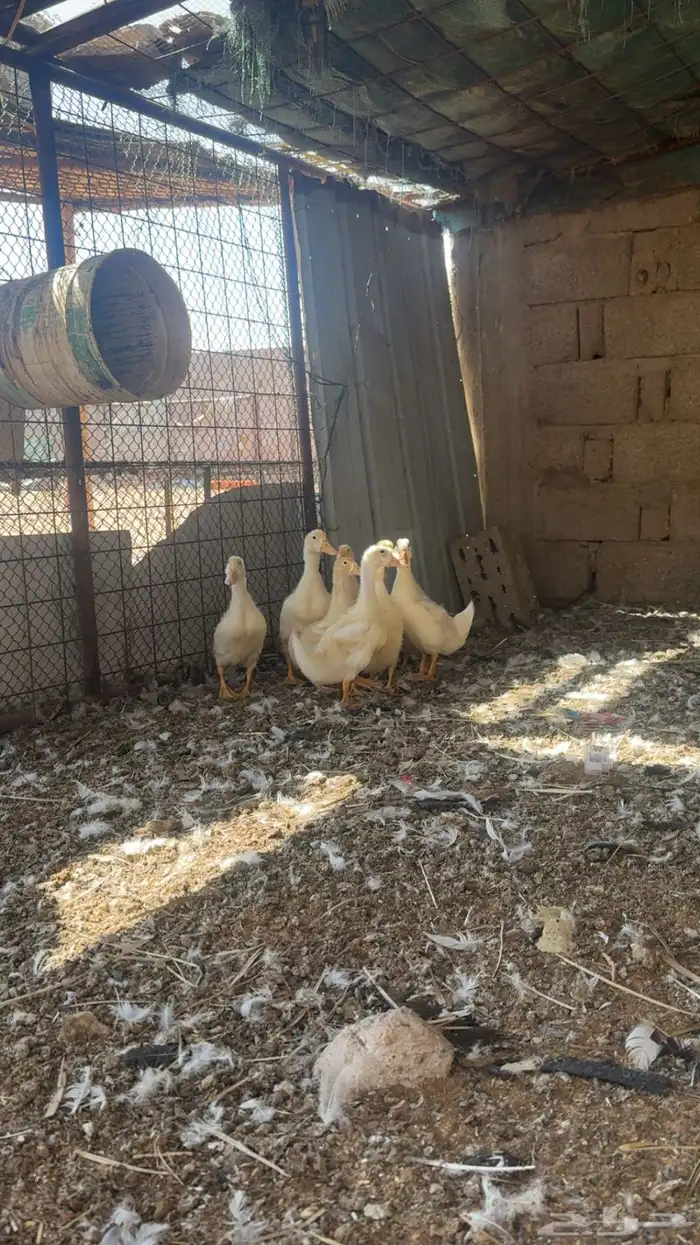 بط بكيني العدد 9 العمر شهر 1