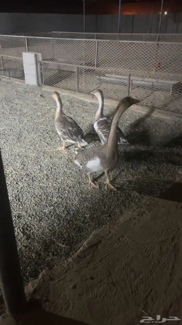 وز عراقي اصلي البيع 1