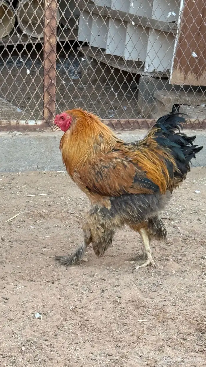 اعرض لكم طقم دجاج براهمه 3