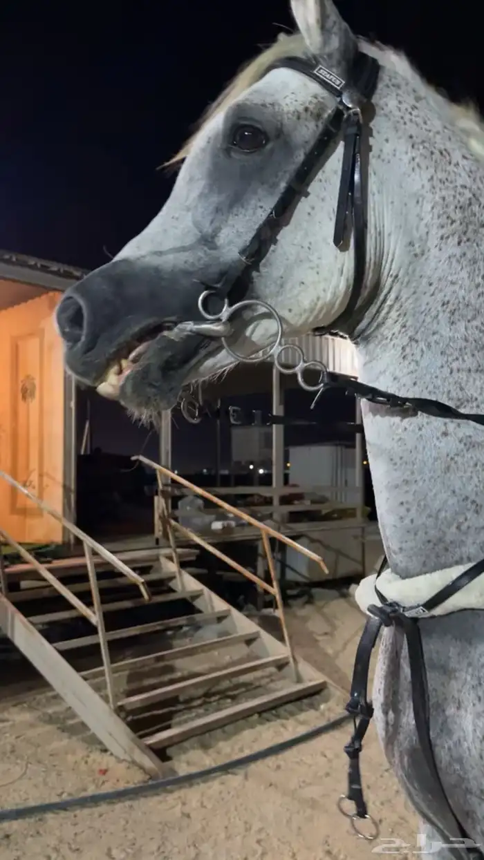 حصان شعبي فاخر 3