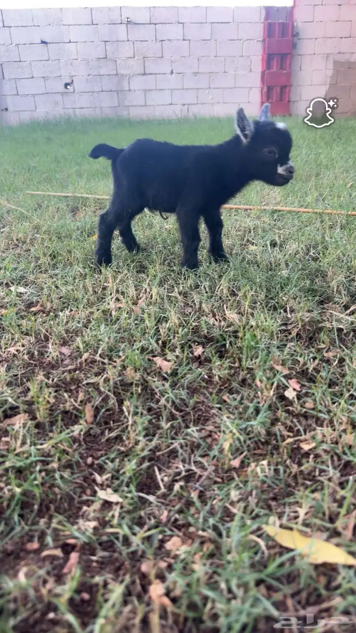 للبيع تيس عمره يومين يصلح فحل ويصلح لعب معرف 0