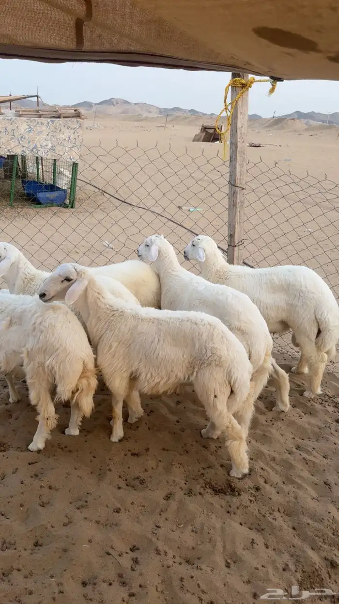 طليان للبيع 3
