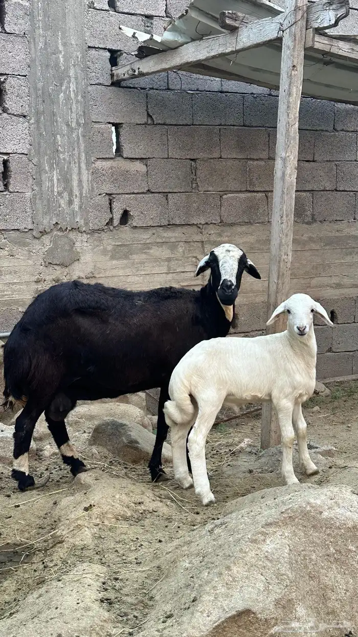 نعجه حريه للبيع 0
