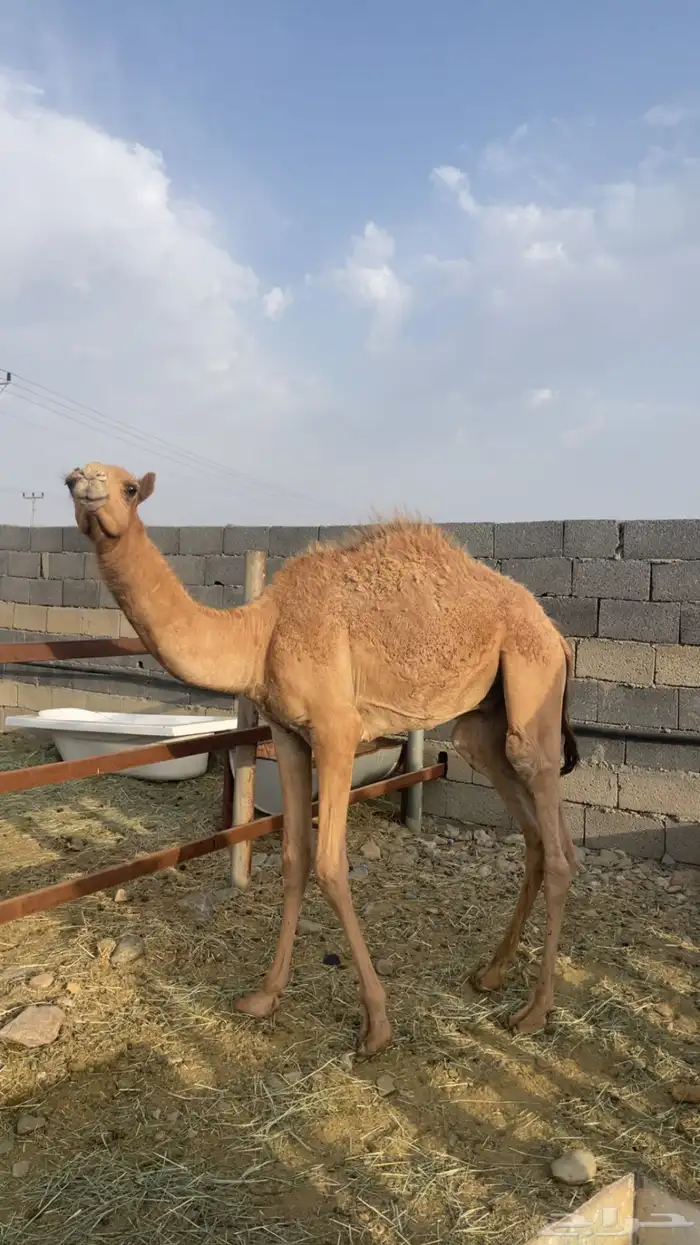 حشو مفاريد بريه( تم البيع ) 1