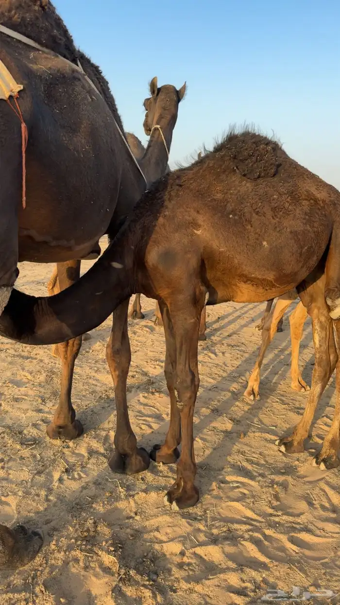قعدا ن العدد اربعه 3