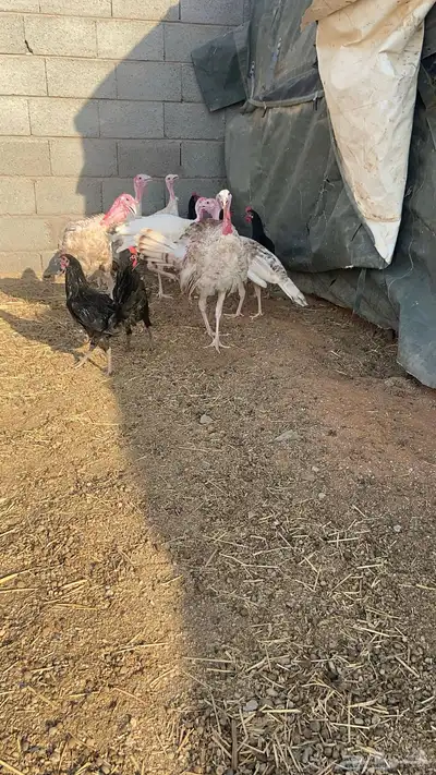 فروخ رومي 5 شهور 0