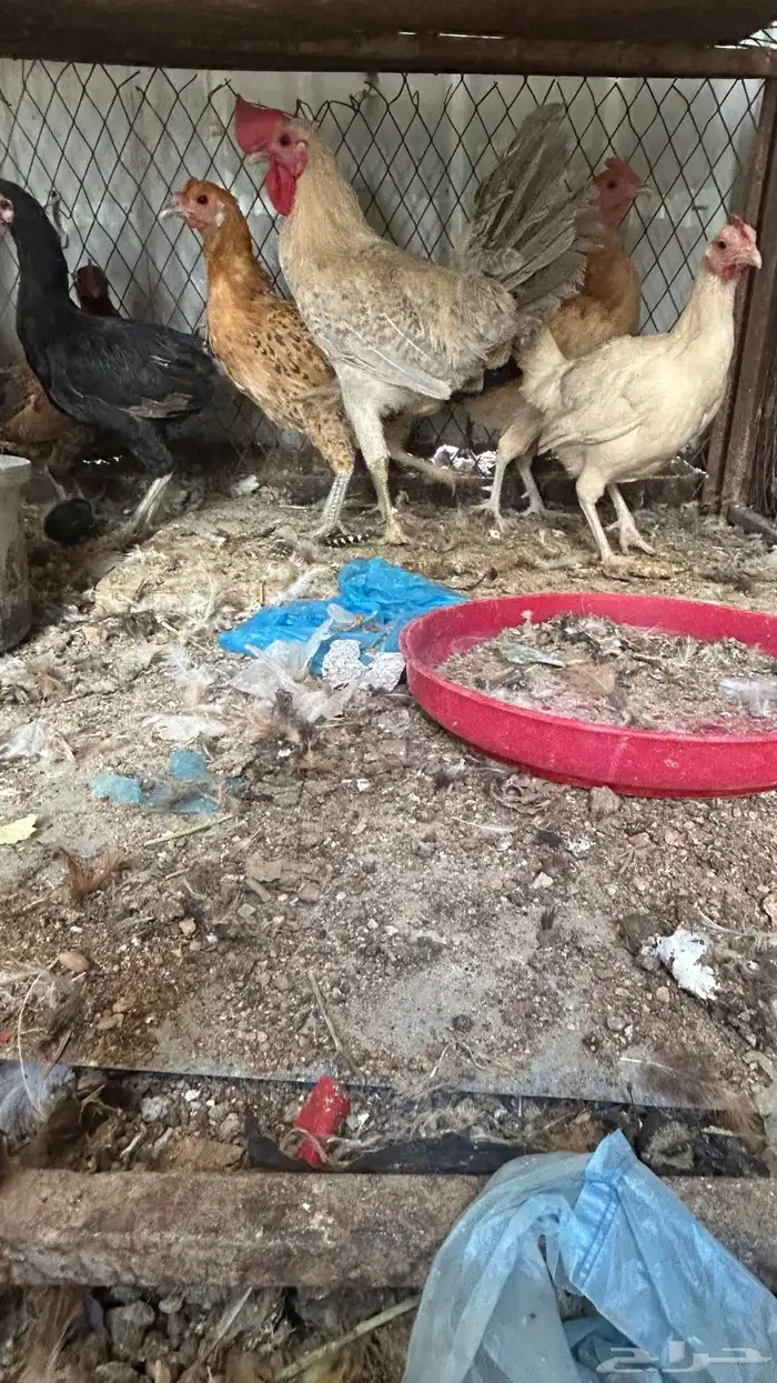 دجاج بياض 0