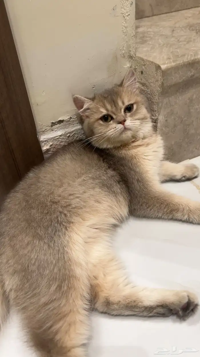 الأشقر سكوتش فولد   سكوش ستريت رقم التواصل 050564877 3
