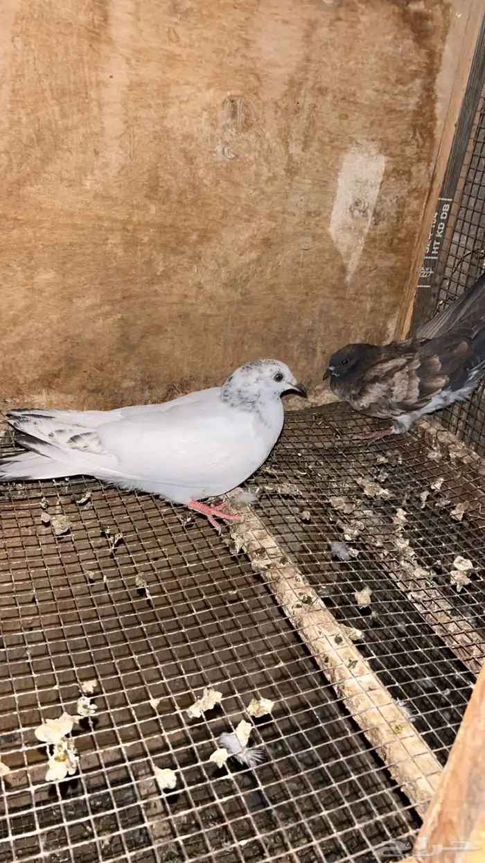 بسابيس حمام العدد ثنين 0