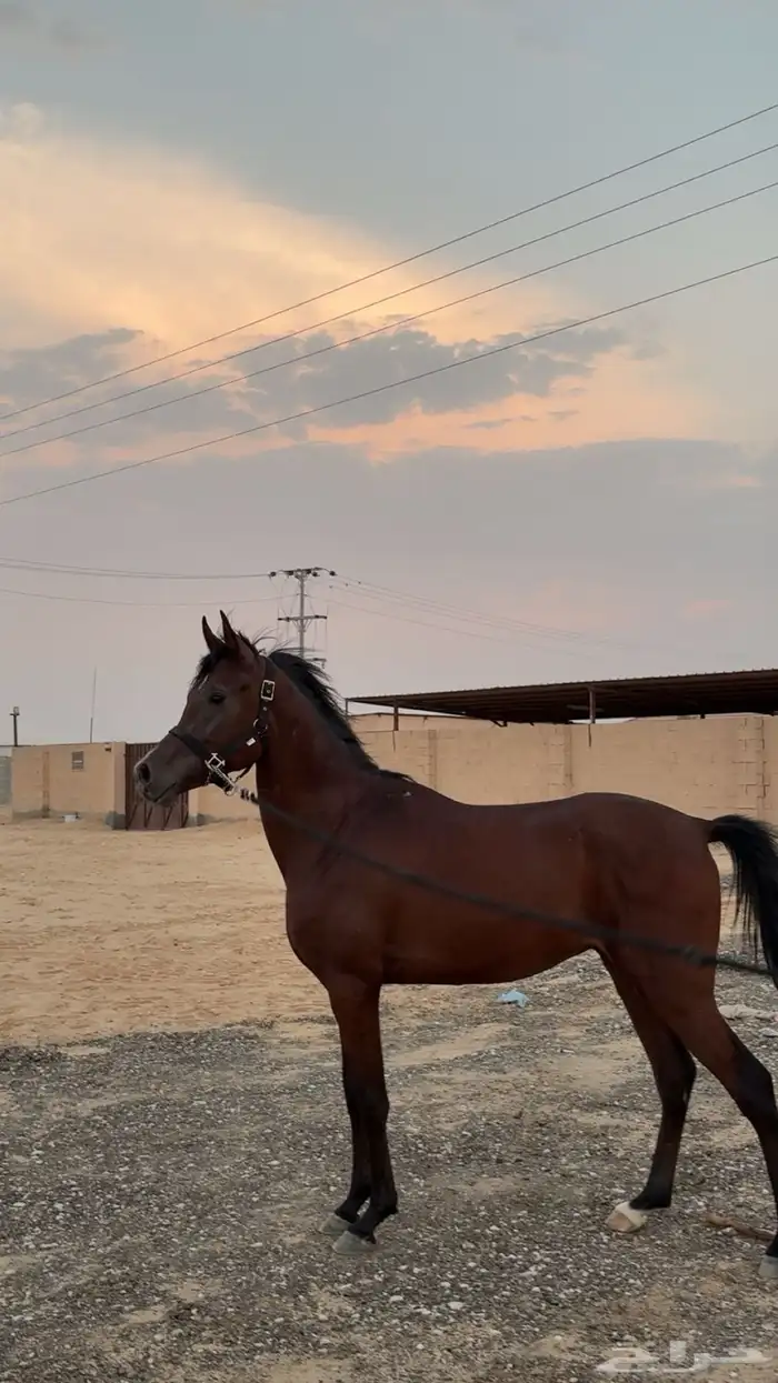 حصان شعبي 1