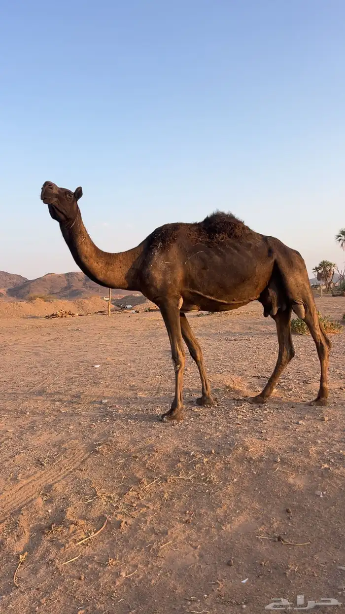 مجهم للبيع 1